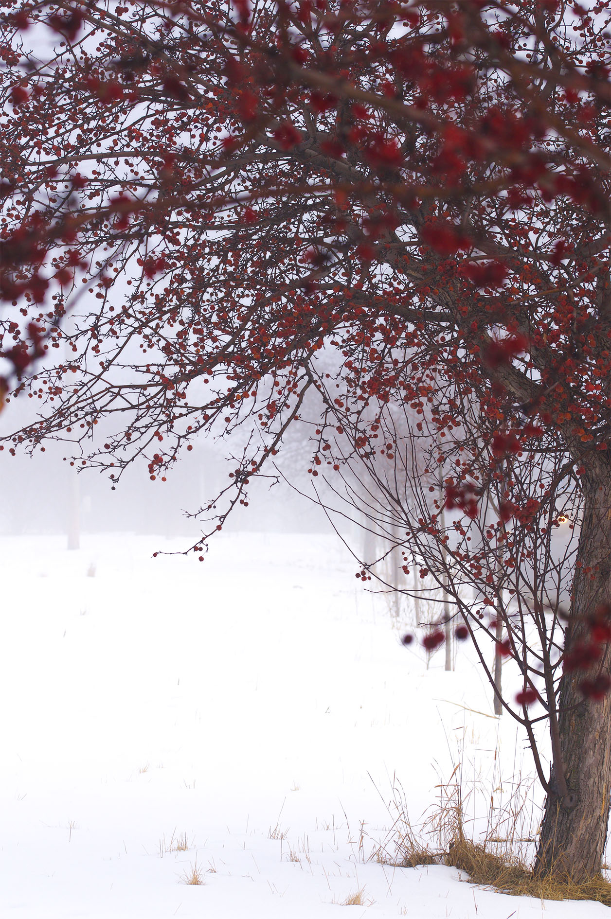 Maude Desbois Photographie