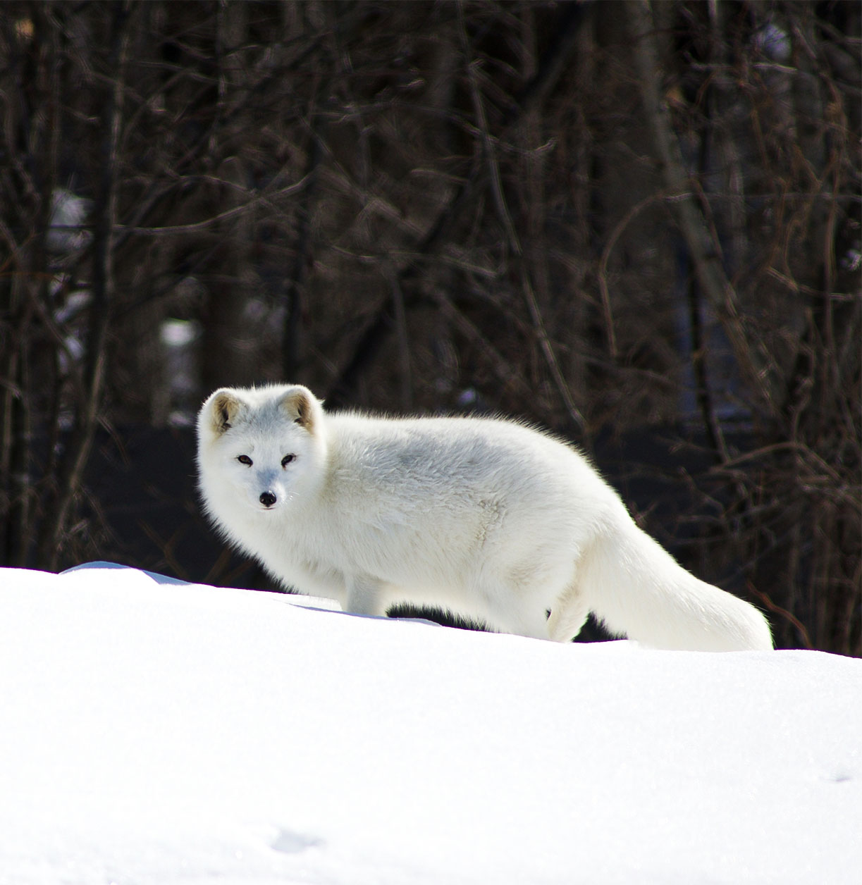 Maude Desbois Photographie