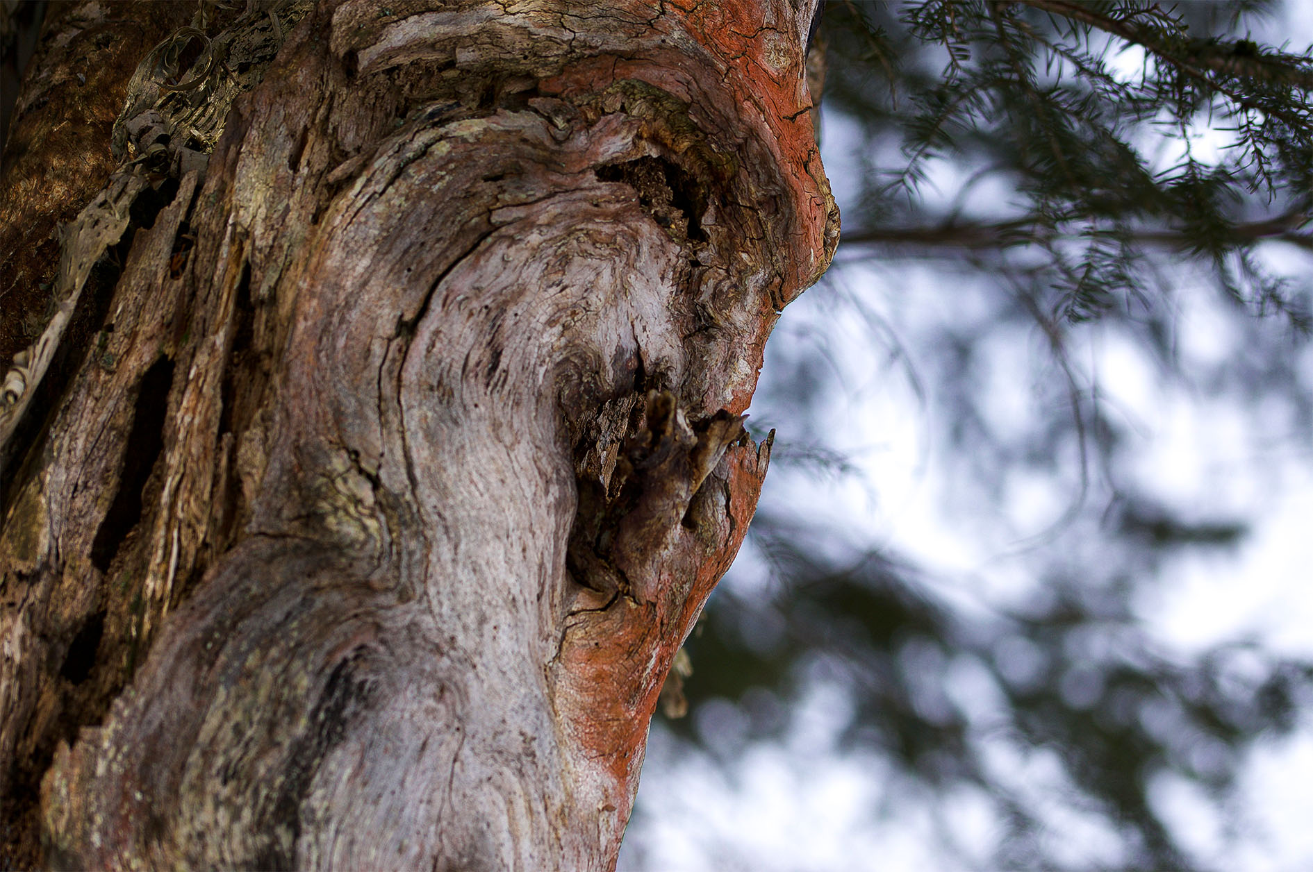 Maude Desbois Photographie
