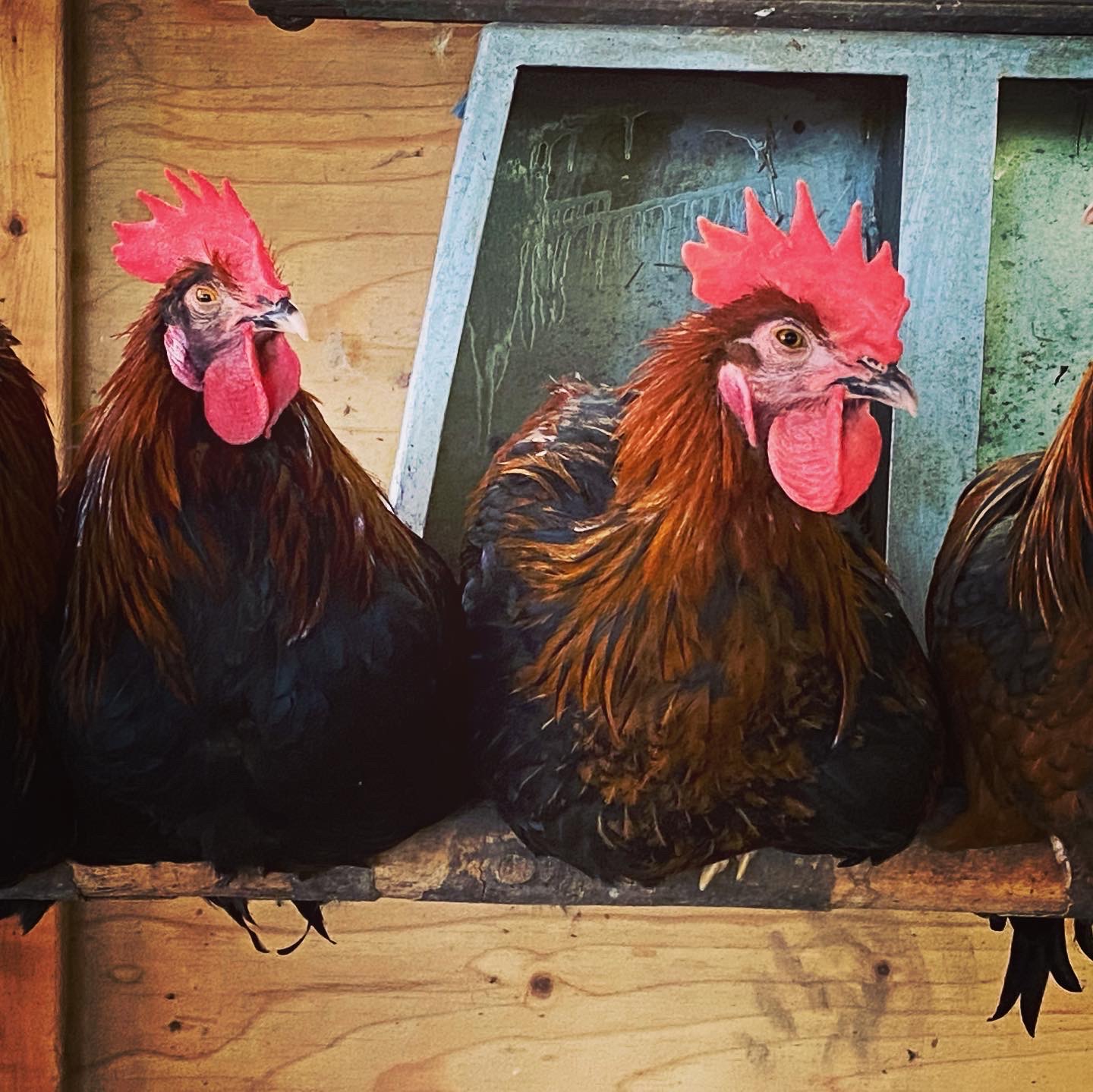 Maude Desbois Photographie