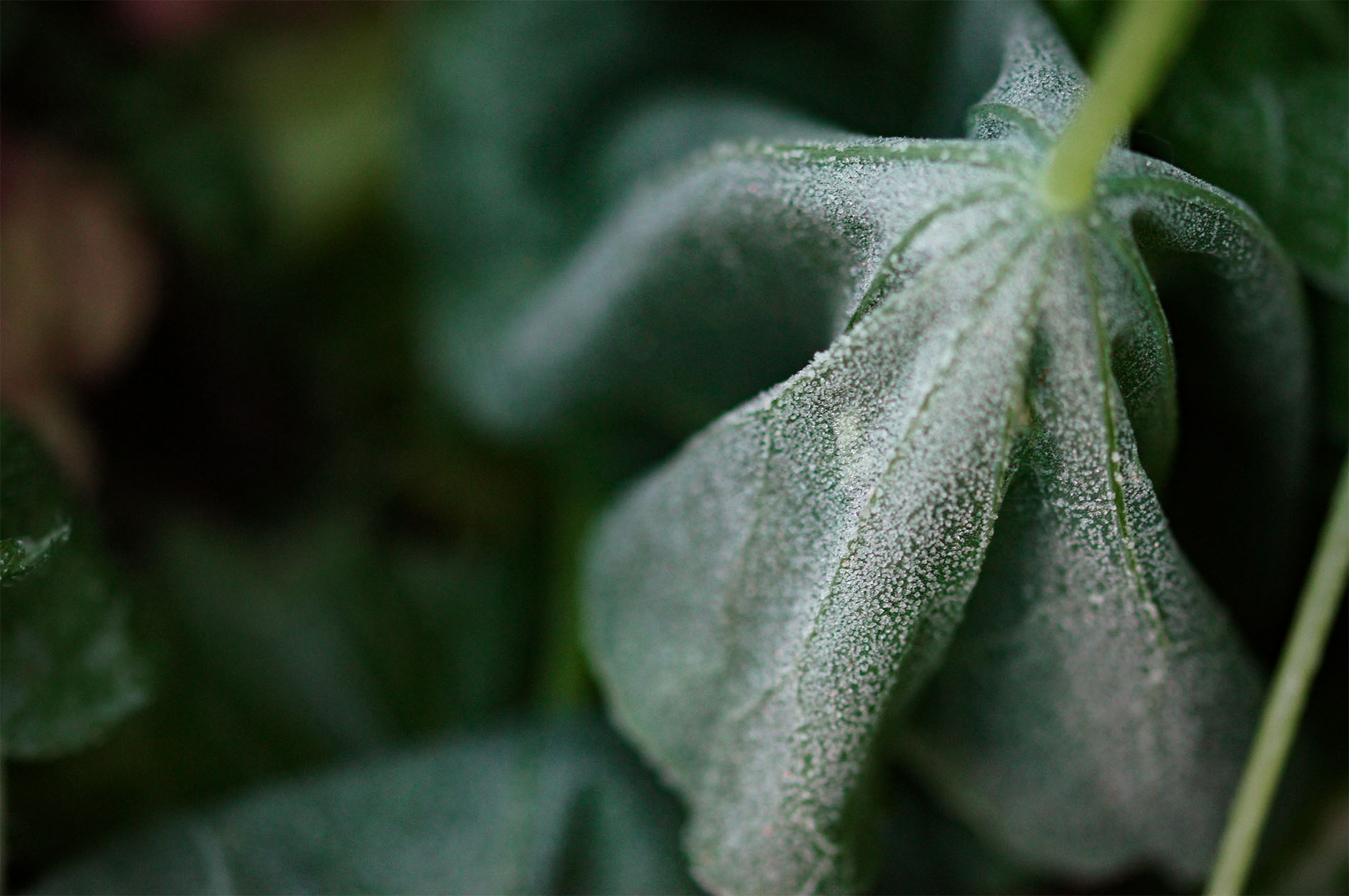 Maude Desbois Photographie