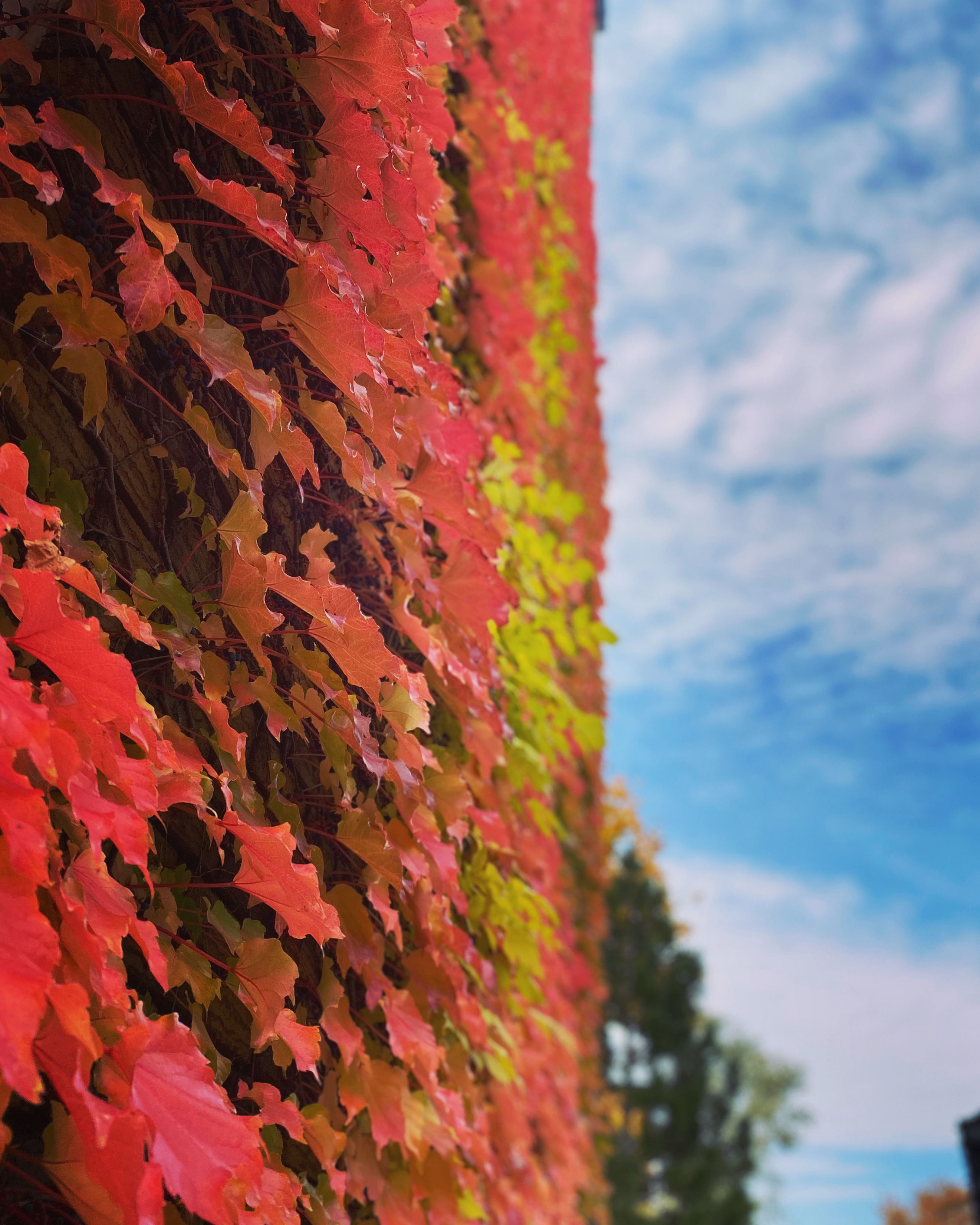 Maude Desbois Photographie