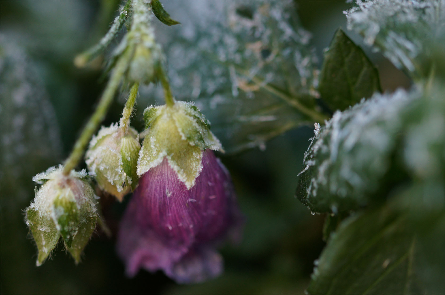Maude Desbois Photographie