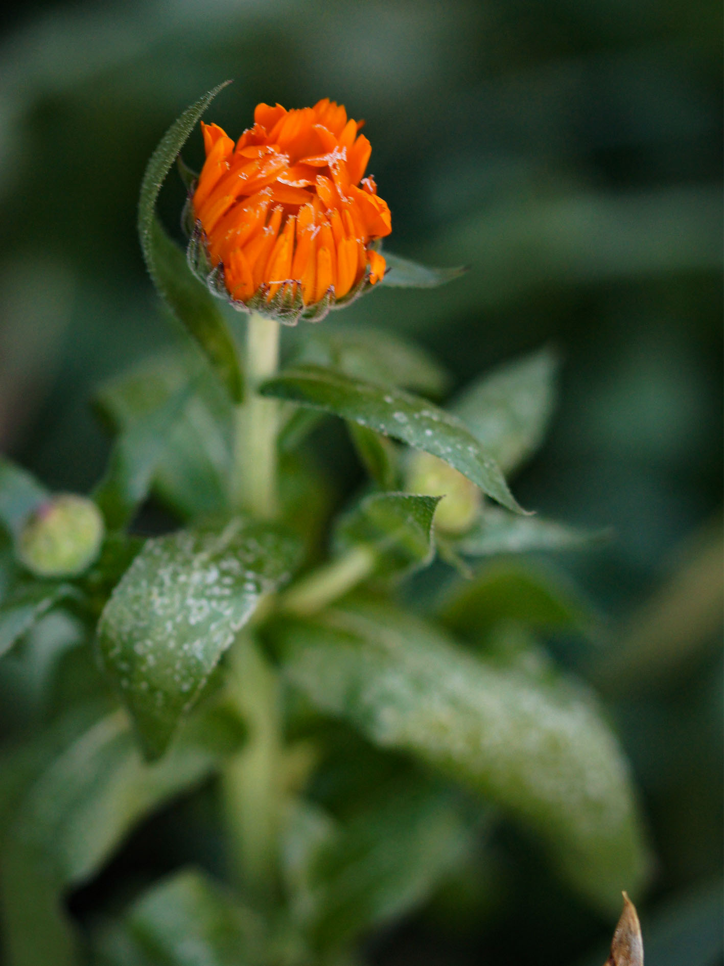 Maude Desbois Photographie