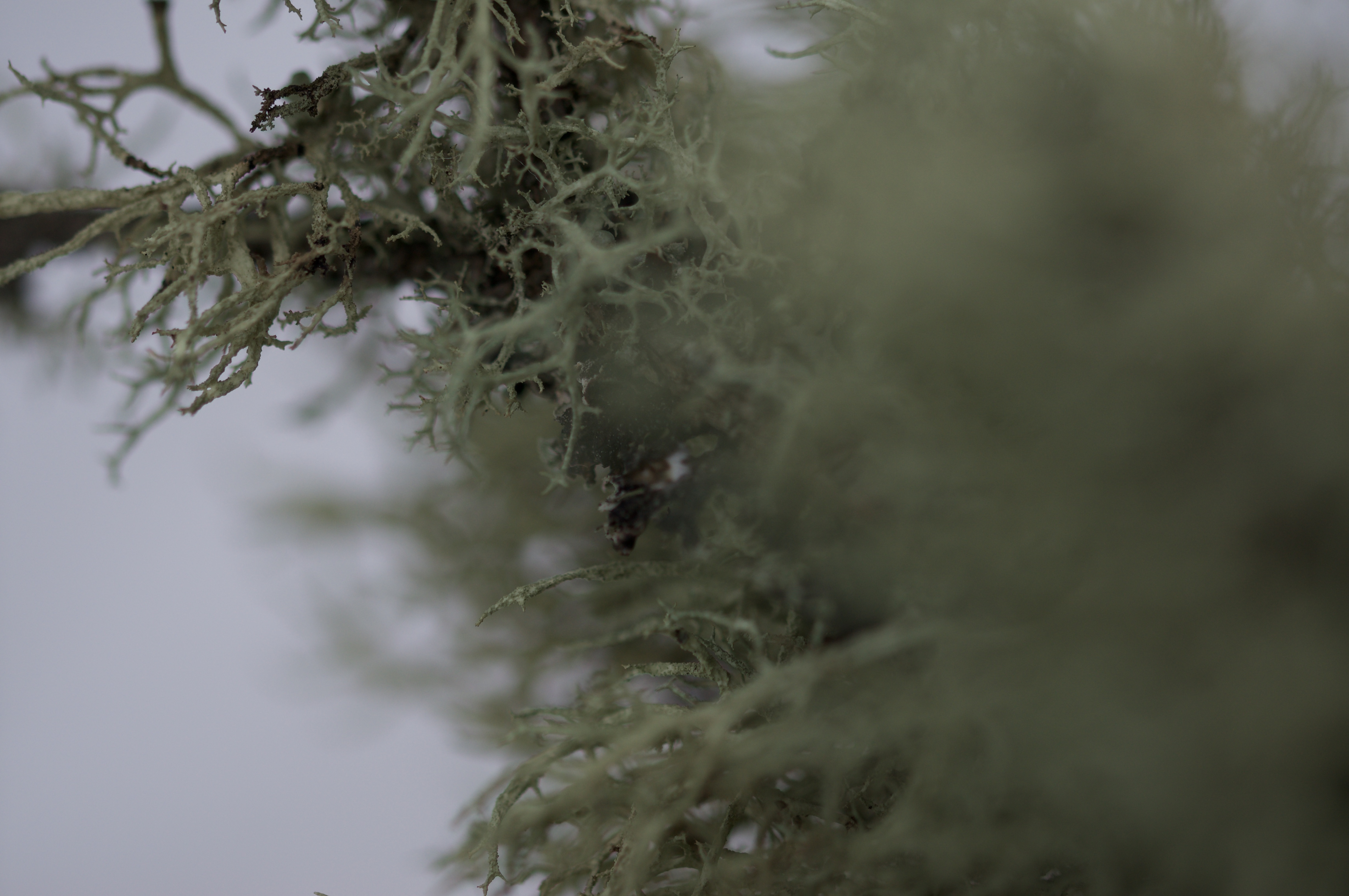 Maude Desbois Photographie